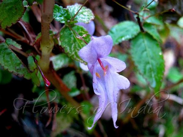 Horned Balsam